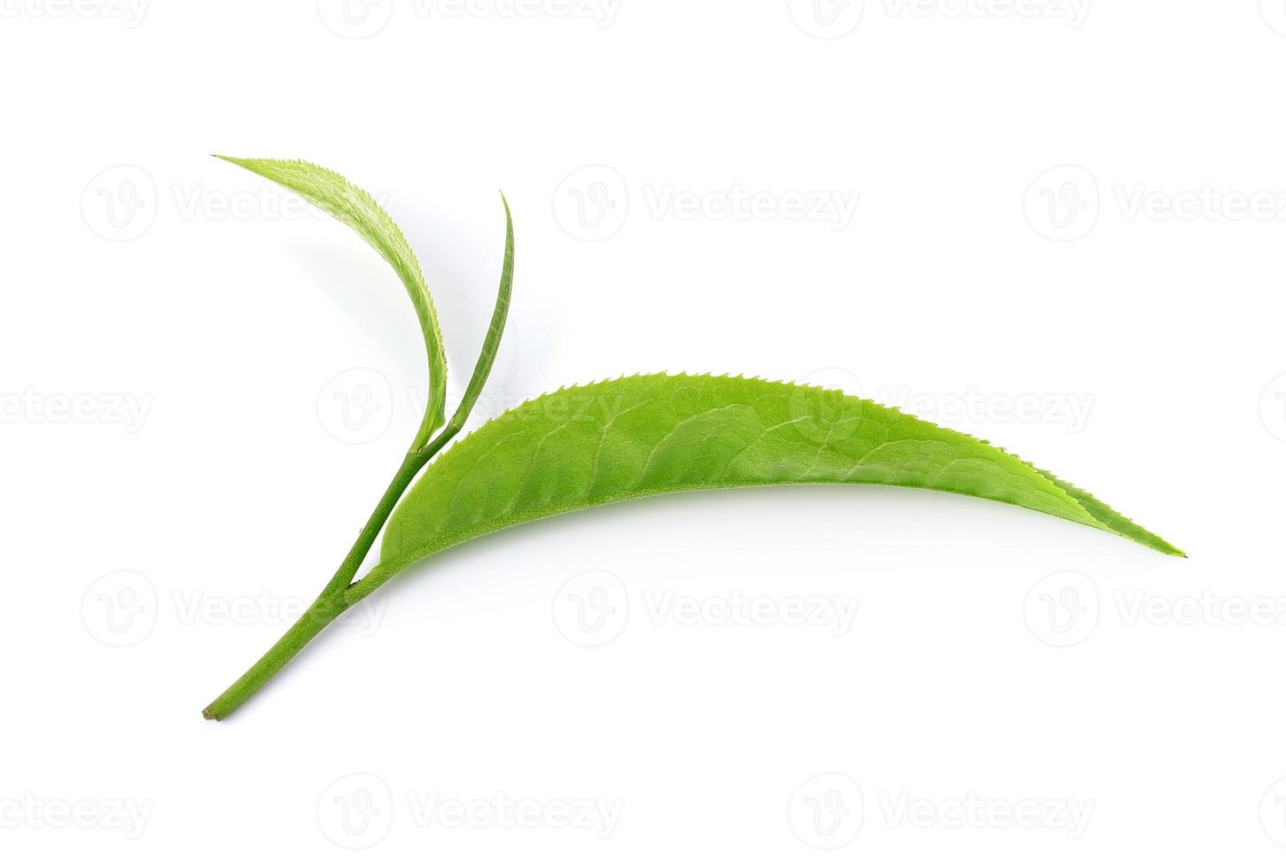 Green tea leaf isolated on white background photo