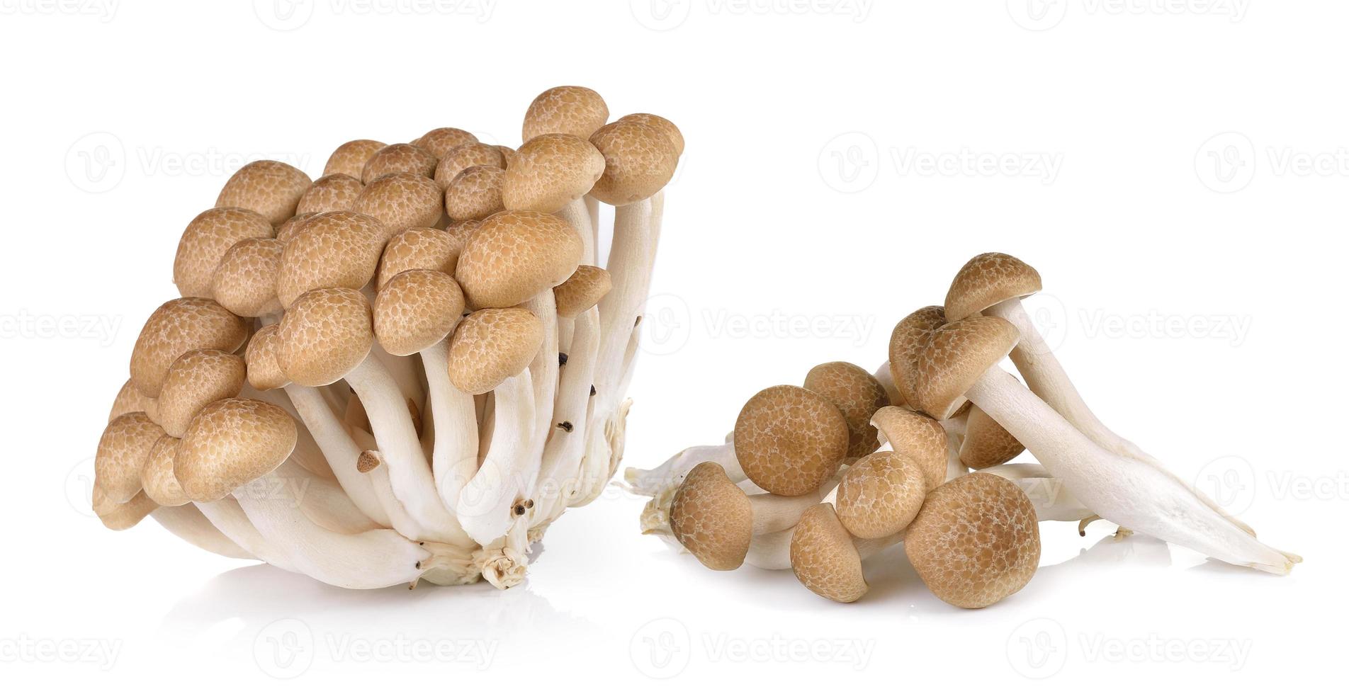 Brown beech mushrooms isolated on white background photo