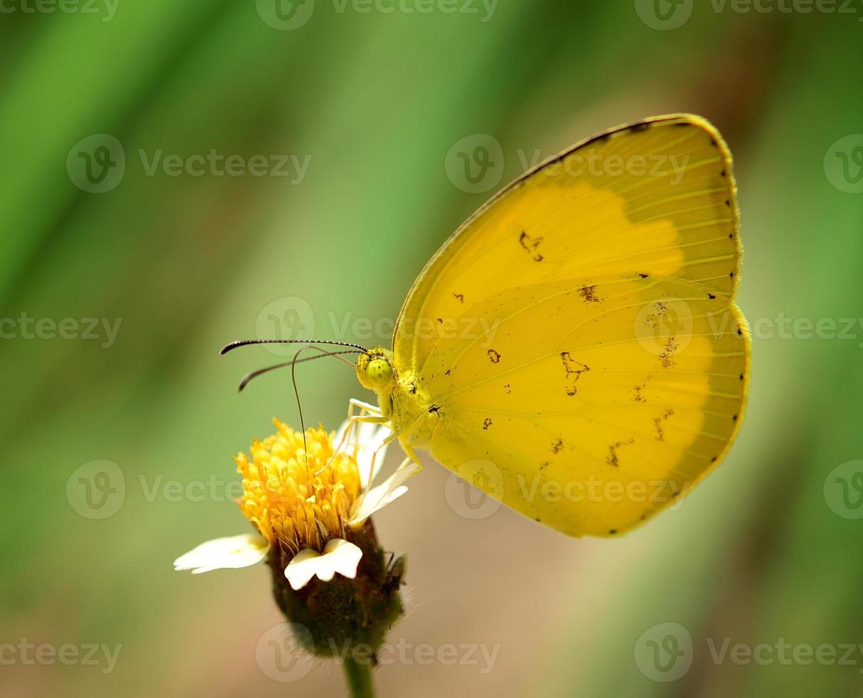 mariposa amarilla en flor foto
