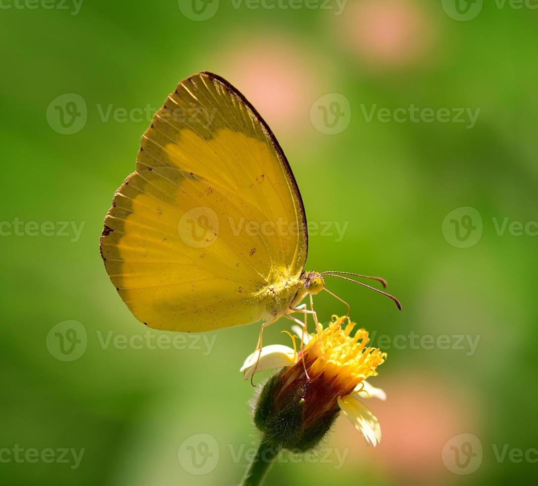 yellow Butterfly on  flower photo