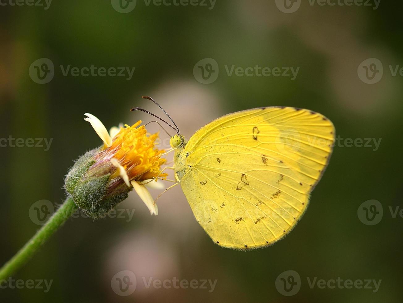 mariposa en flor en el jardín foto