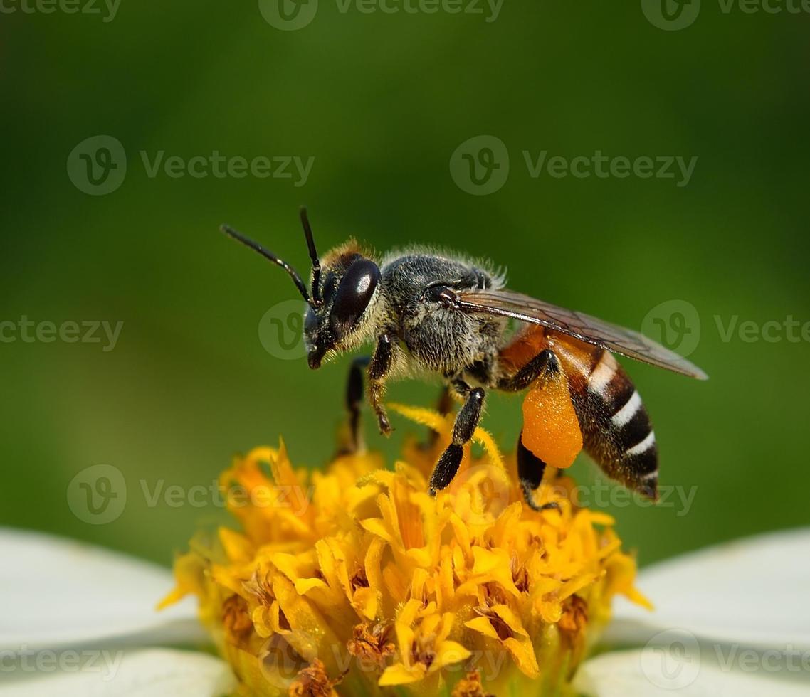 cerrar abejas en flor foto