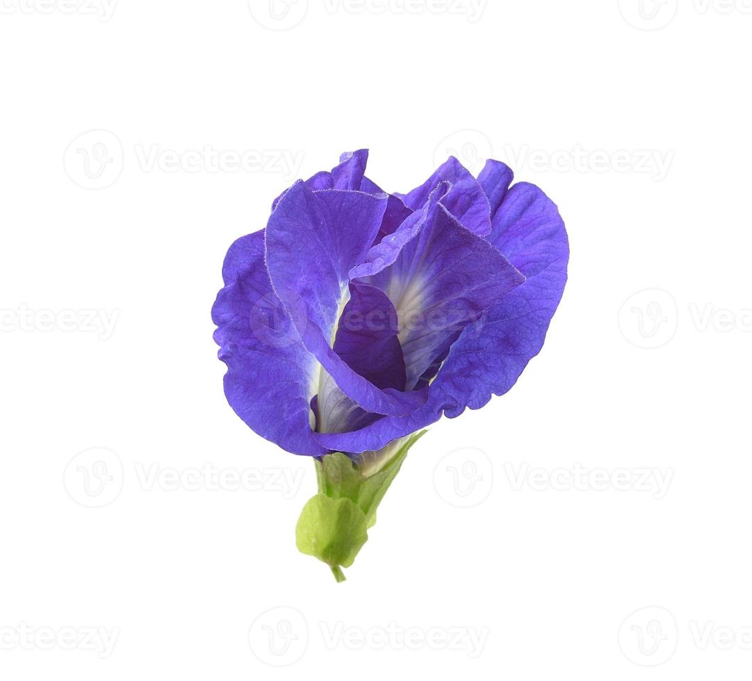 Asian pigeonwings flowe on white background photo