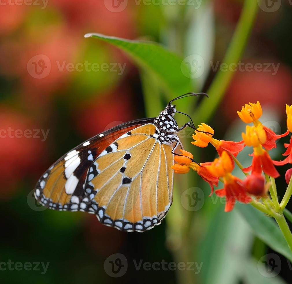 mariposa en flor de naranja foto