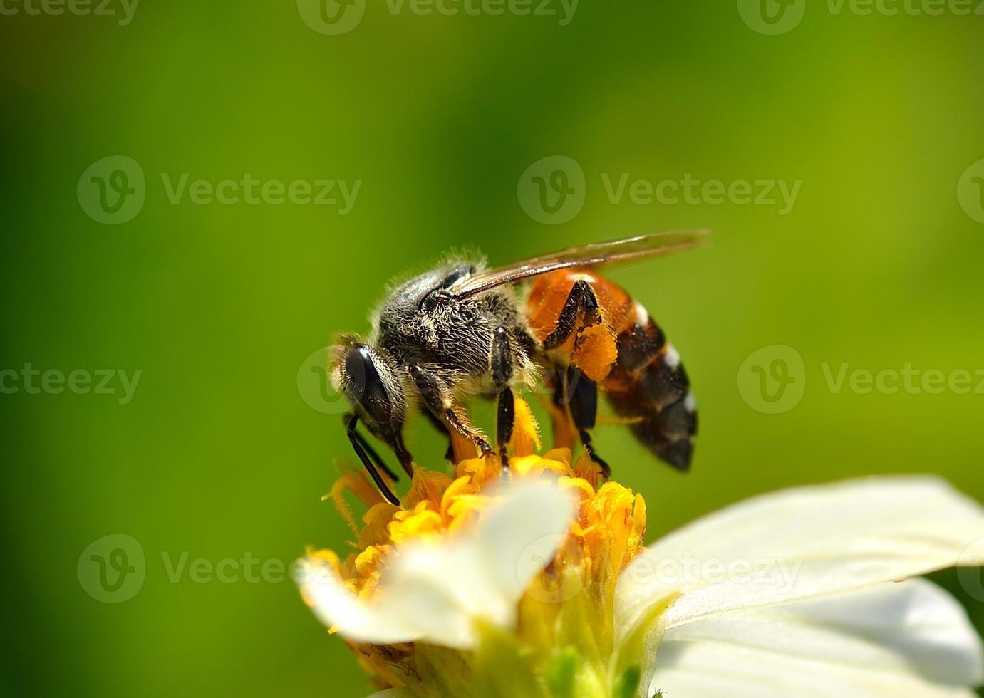 cerrar abejas en flor foto