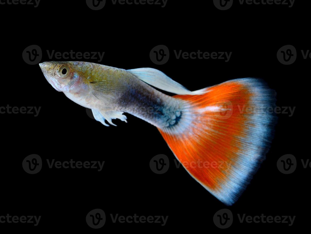 hermoso guppy aislado sobre fondo negro foto