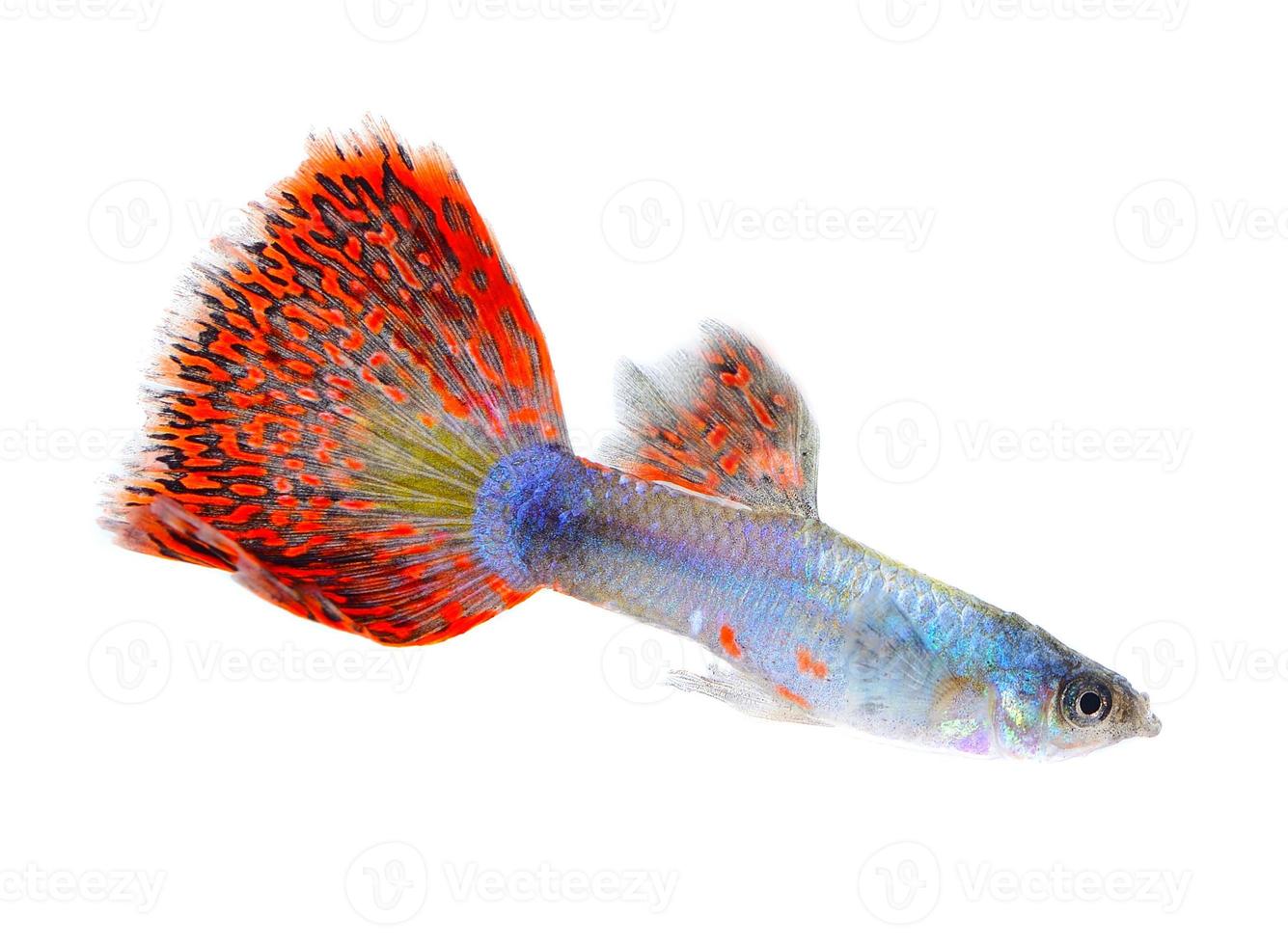 guppy fish isolated on white background photo