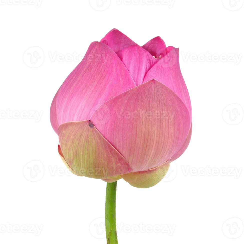 pink lotus on white background photo