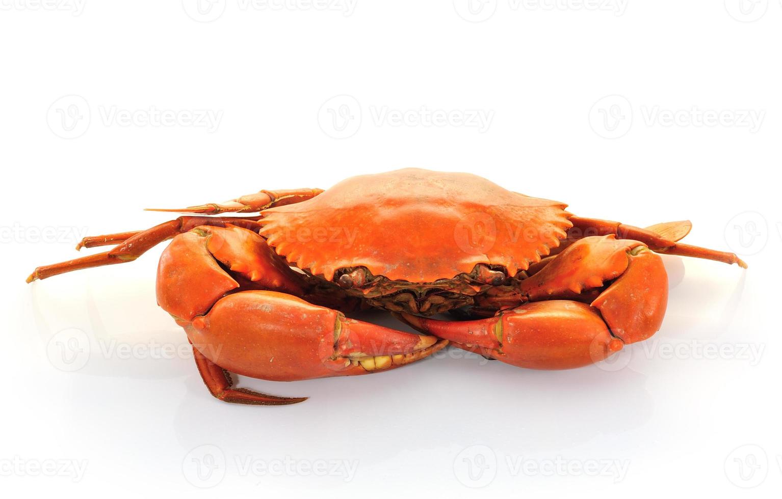 Boiled crabs prepared photo