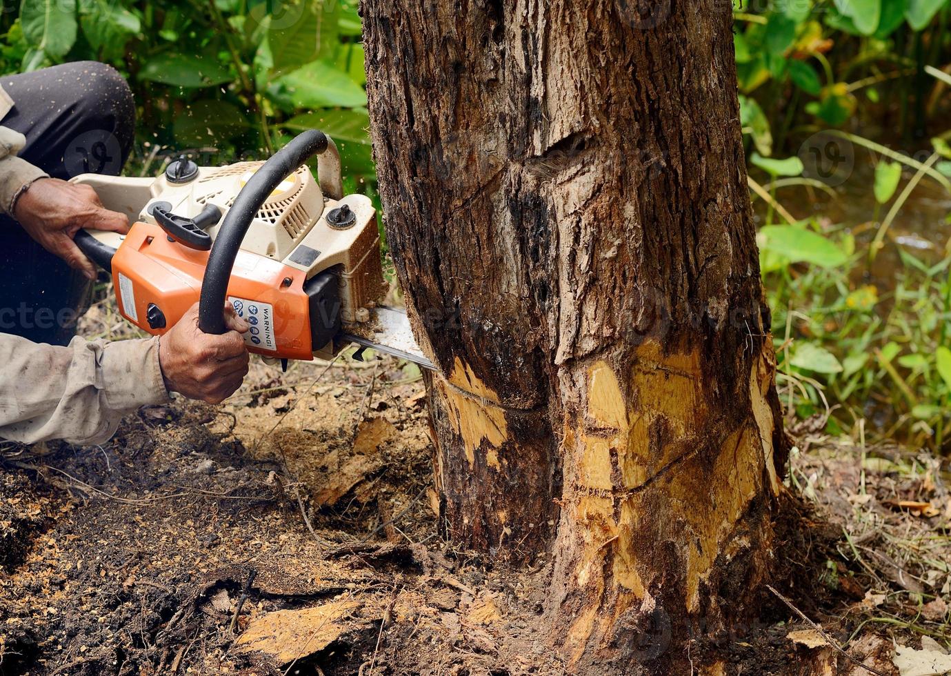 hombre con motosierra cortando el árbol foto