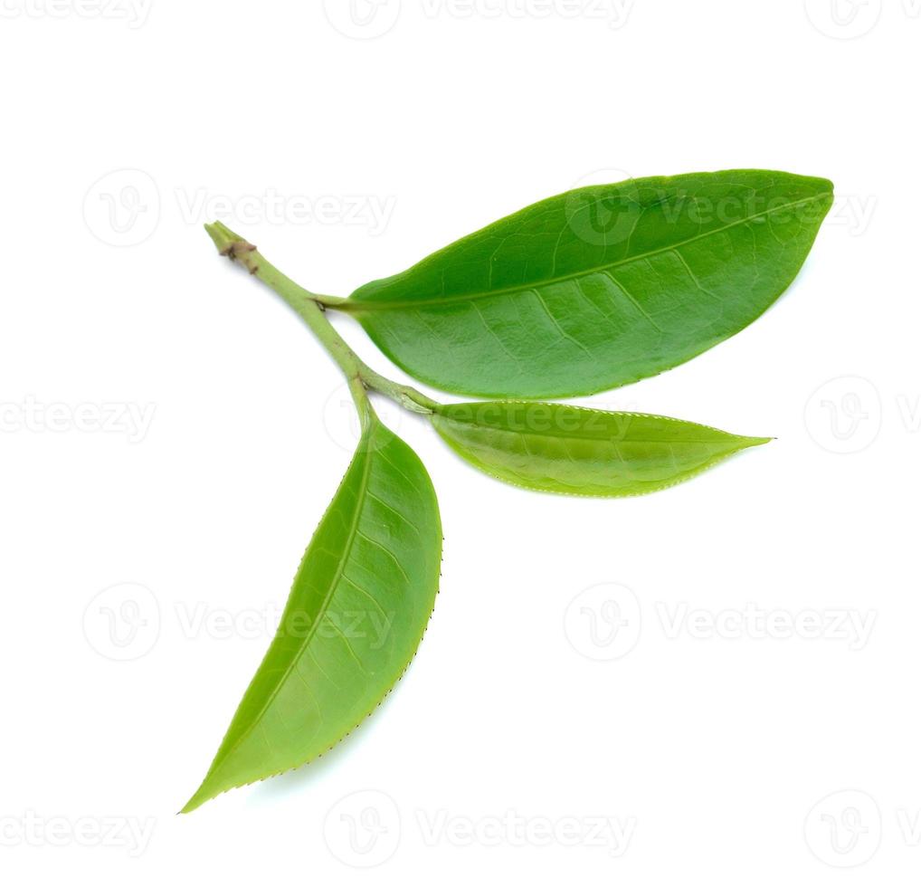 Hoja de té verde aislado sobre fondo blanco. foto