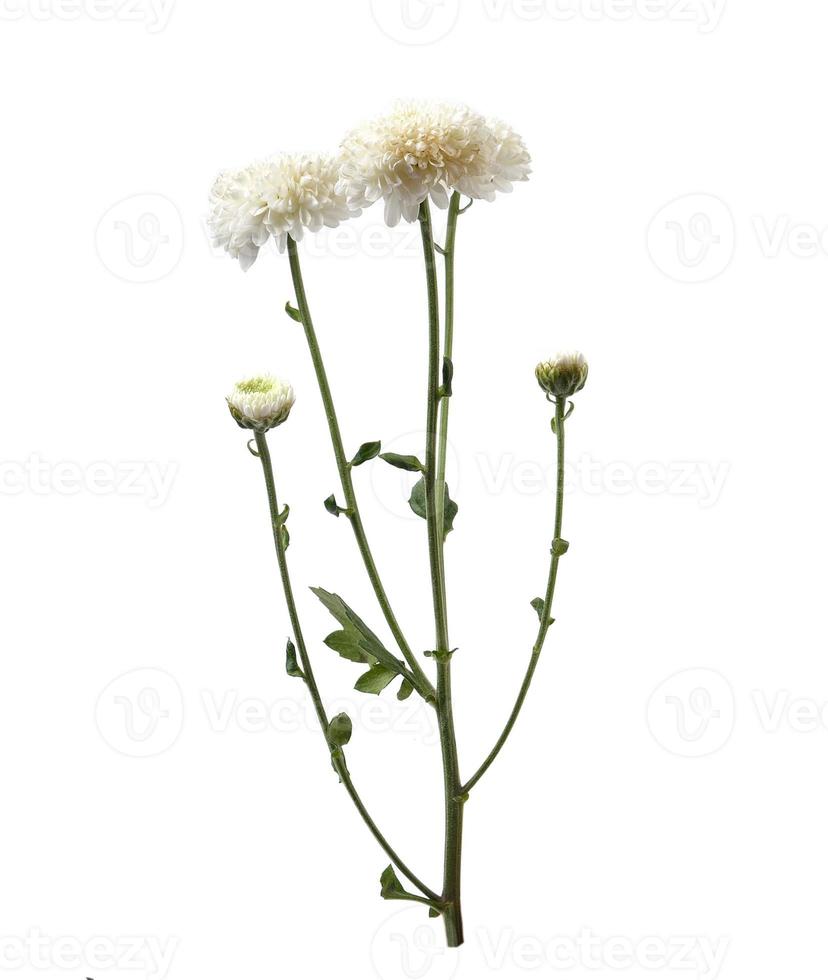flor de crisantemo con hoja foto
