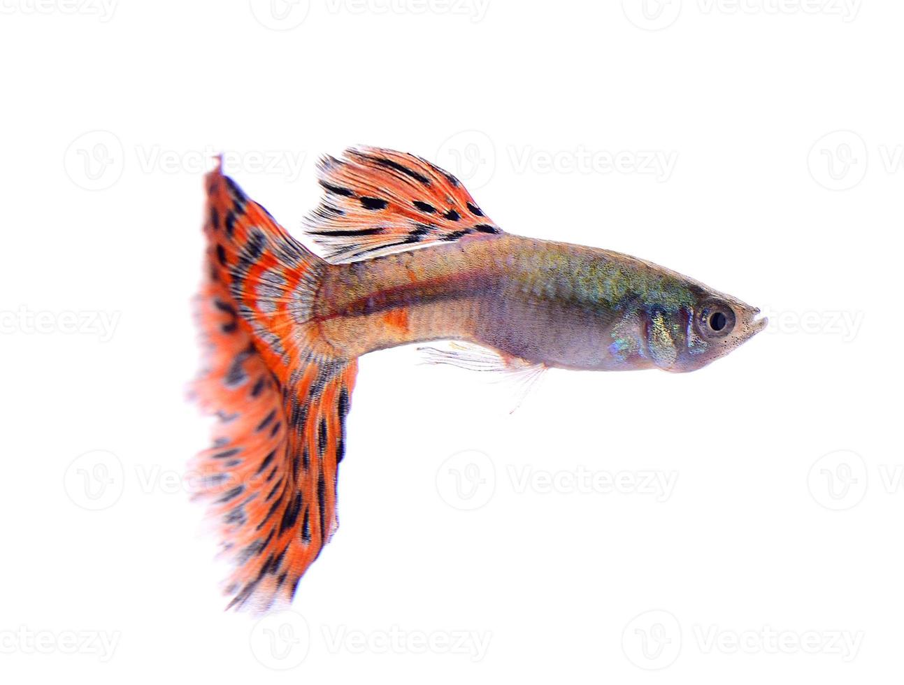 guppy fish isolated on white background 4183803 Stock Photo at Vecteezy guppy fish isolated on white background 4183803 Stock Photo at Vecteezy