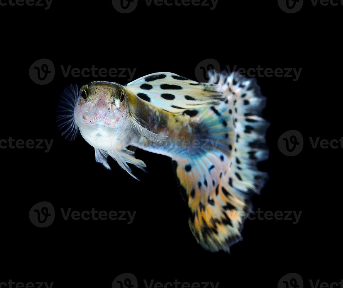 hermoso guppy aislado sobre fondo negro foto