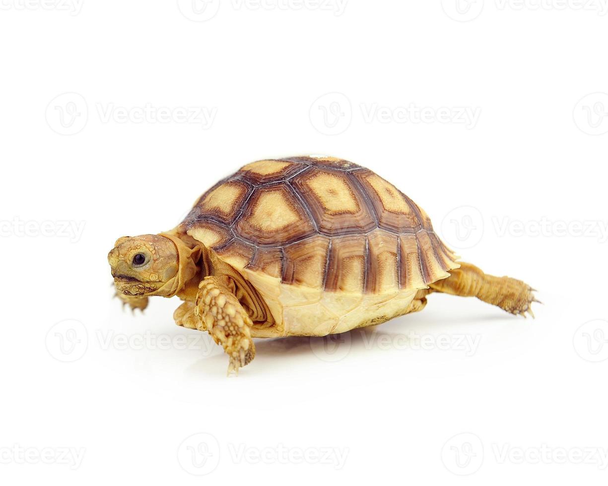 turtle on over white background photo