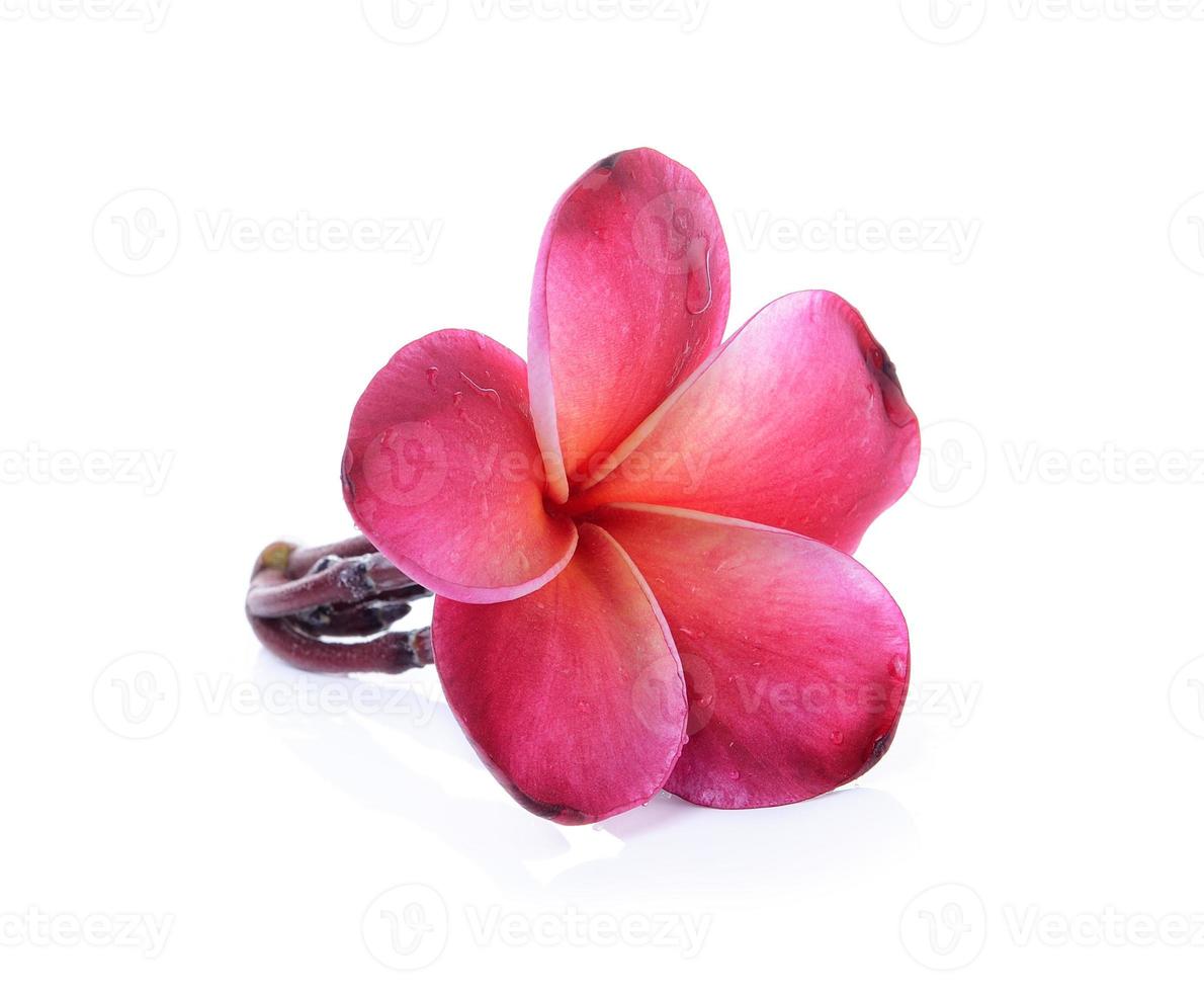 Flor de frangipani aislado sobre fondo blanco. foto