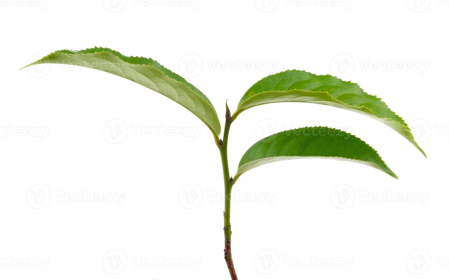 tea leaf on white background photo