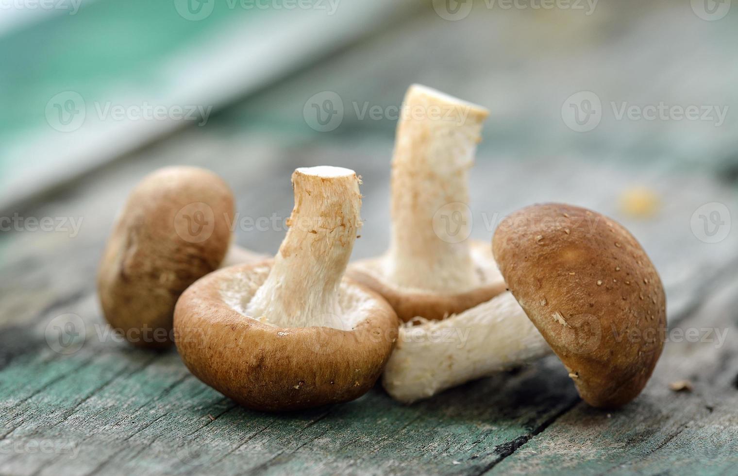 shiitake mushroom on the old wood photo