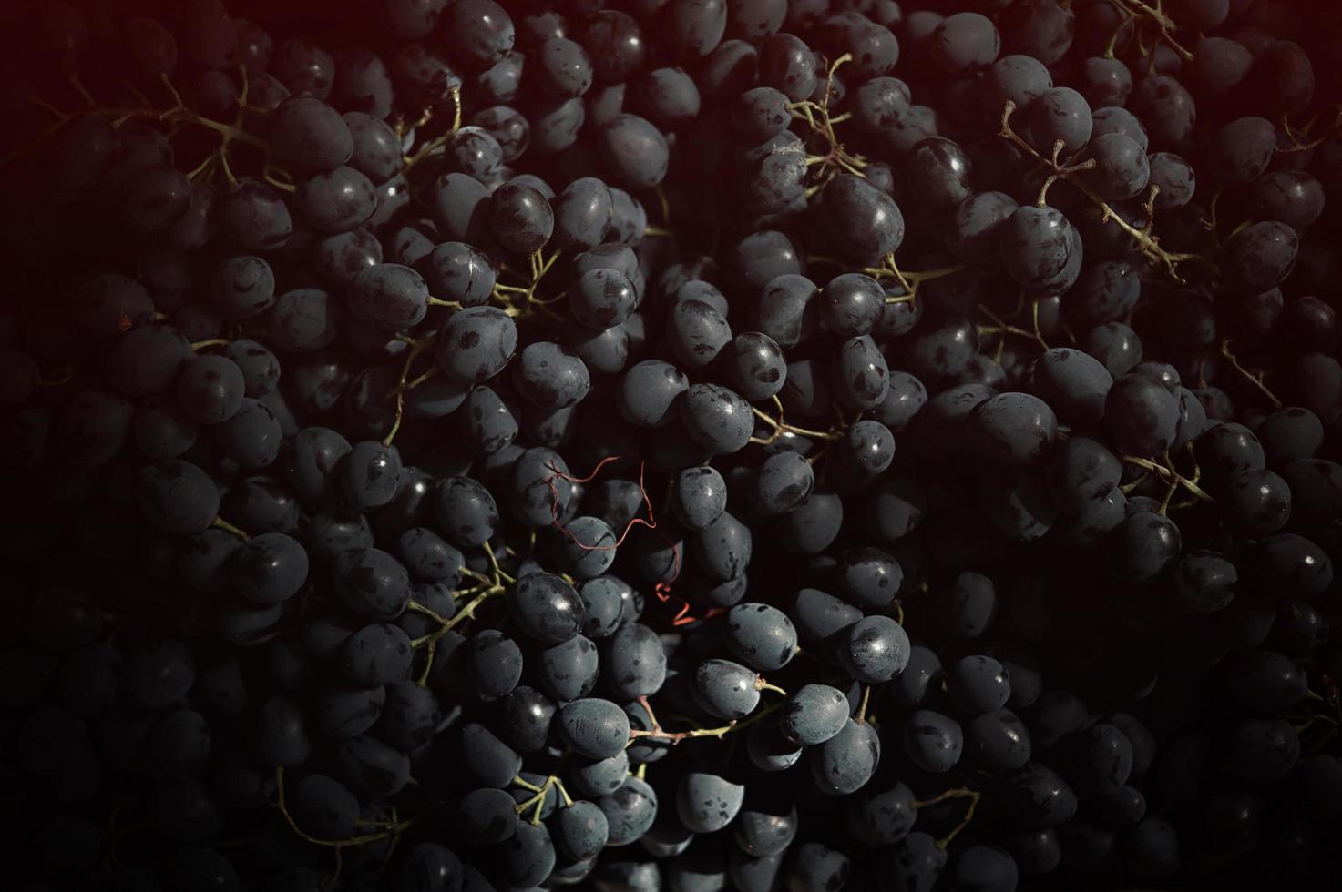 Black Grapes Background and sunlight photo
