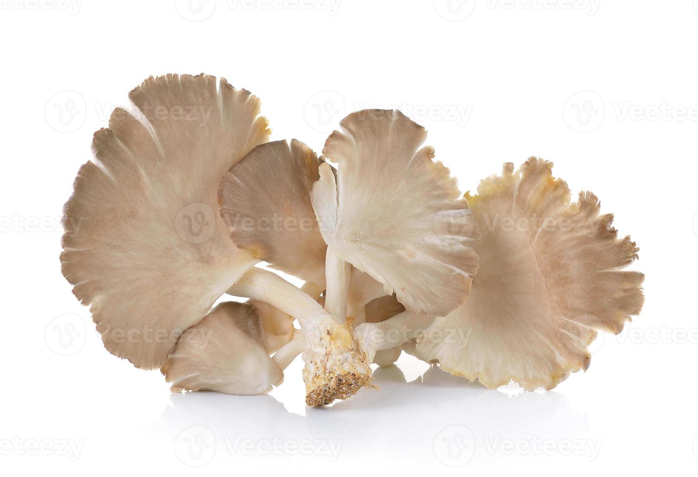 oyster mushroom on white background photo