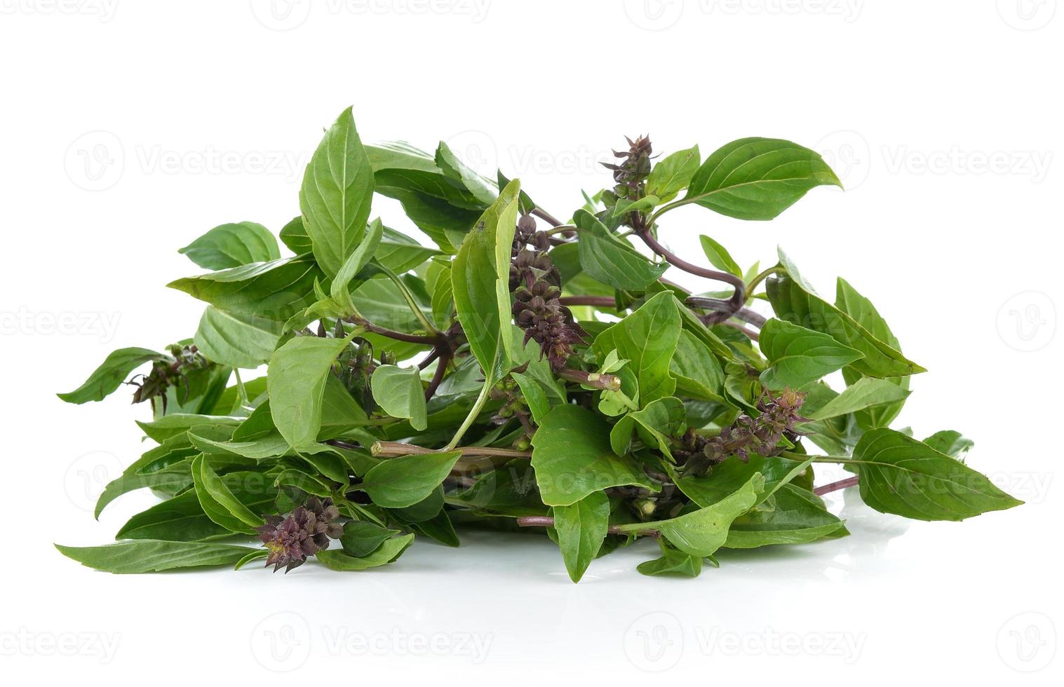 Sweet Basil on white background photo