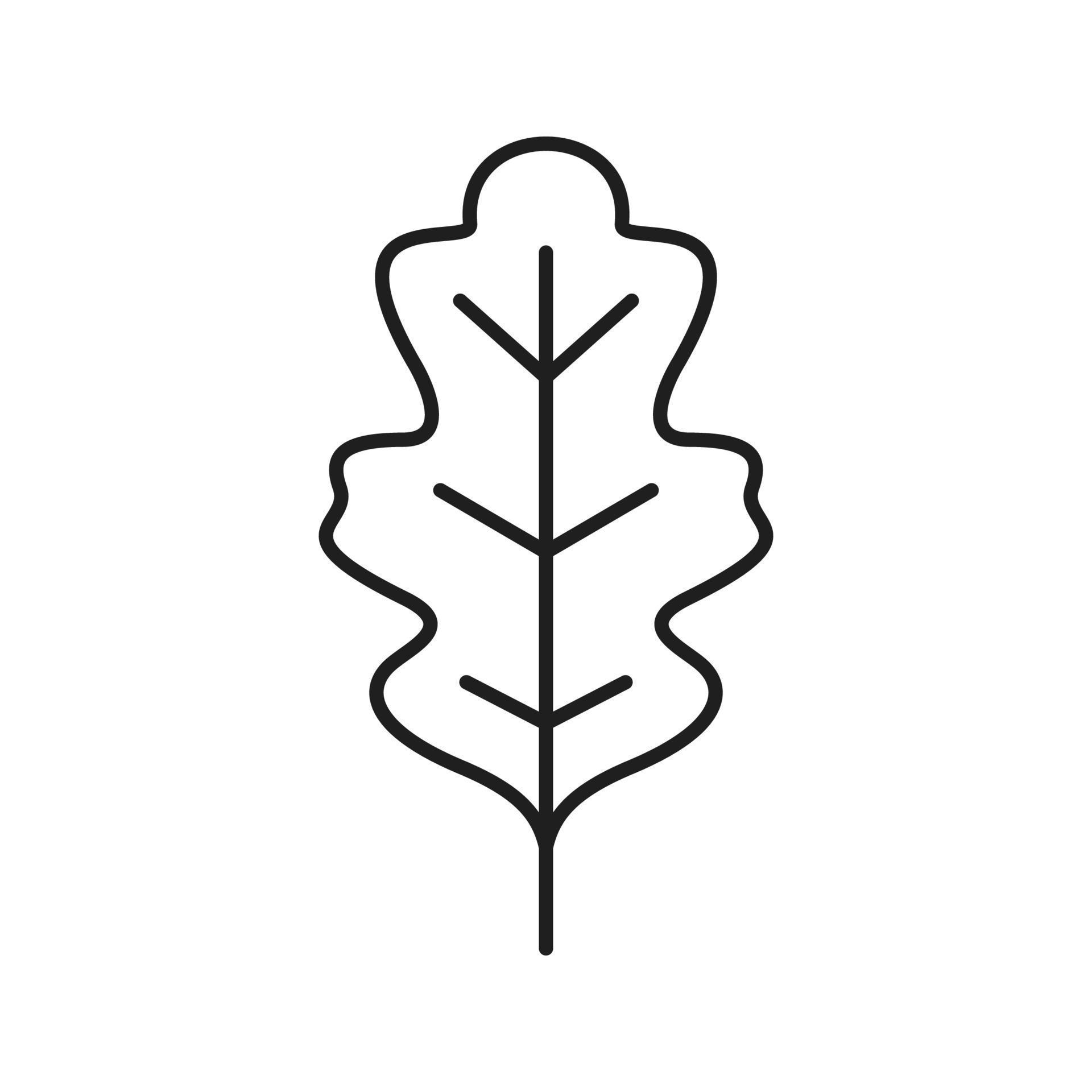 Oak leaf linear icon. Thin line illustration. Contour symbol. Vector
