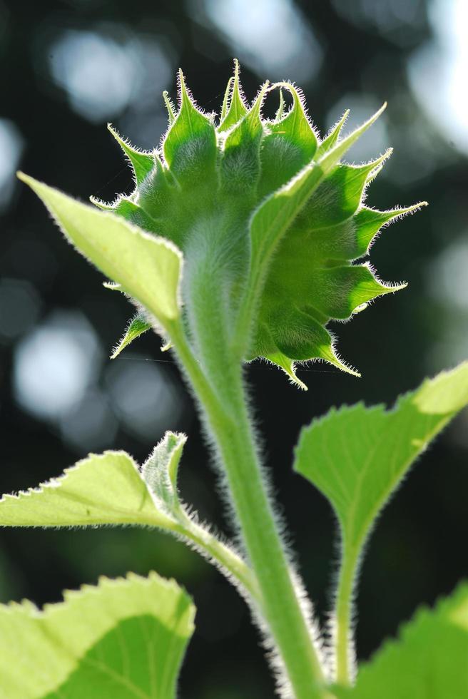 Sunflower young bud blooming, macro, close up photo