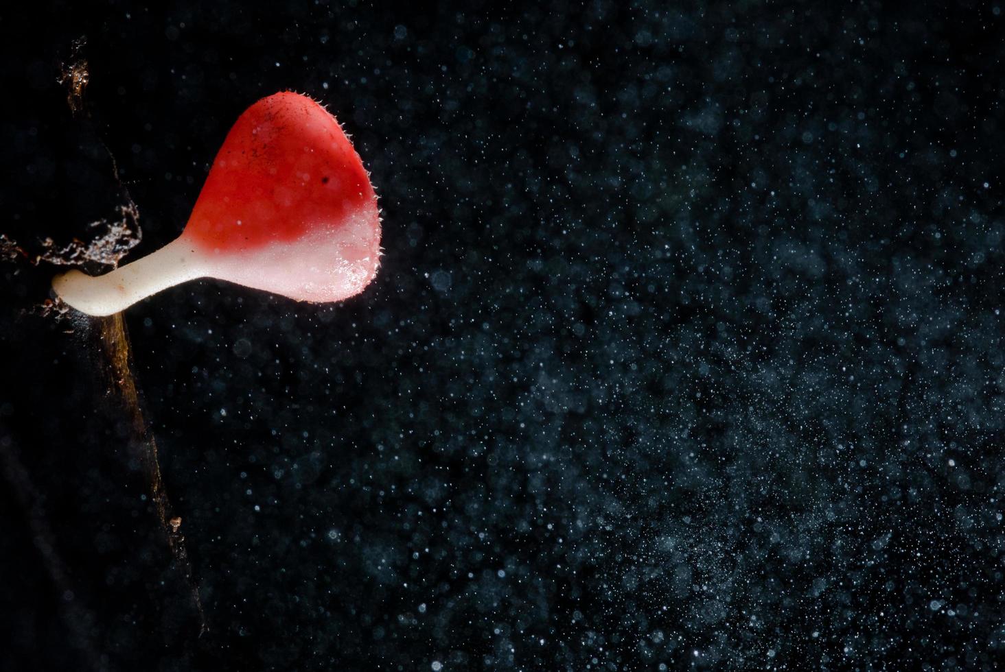 Rain beautiful pink champagne mushroom  Lined on timber photo