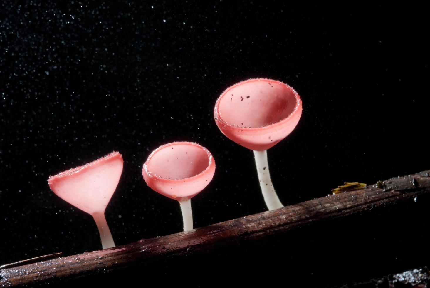 Rain beautiful pink champagne mushroom  Lined on timber photo