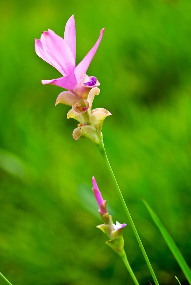 Beautiful wild siam tulips blooming in the jungle at Chaiyaphum province, Thailand. photo