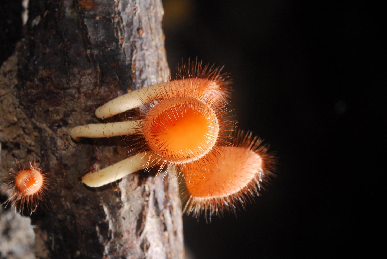 beautiful pink champagne mushroom in rain forest photo