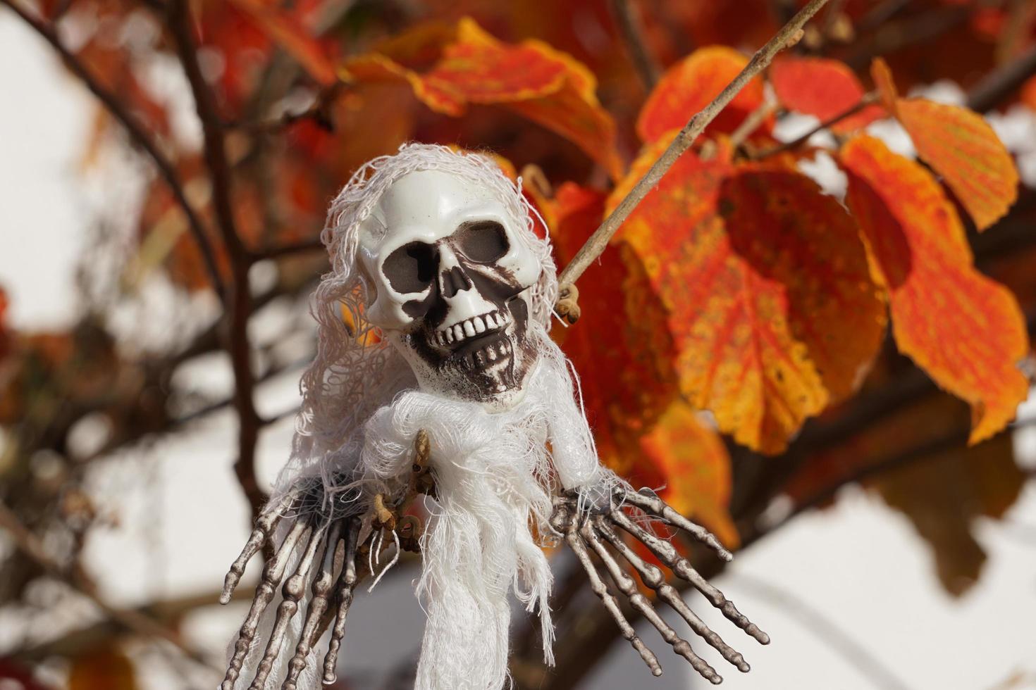 The Skull On The Tree In The Garden. Human Skeleton Decoration, photo