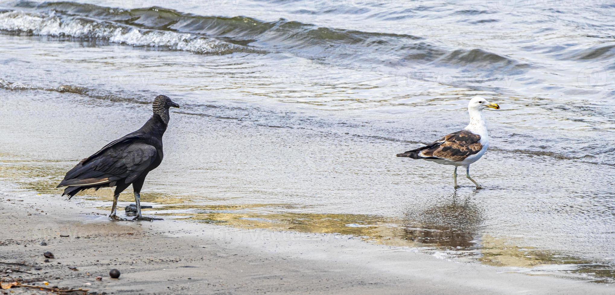 buitre negro tropical gaviota blanca playa de botafogo rio de janeiro. foto