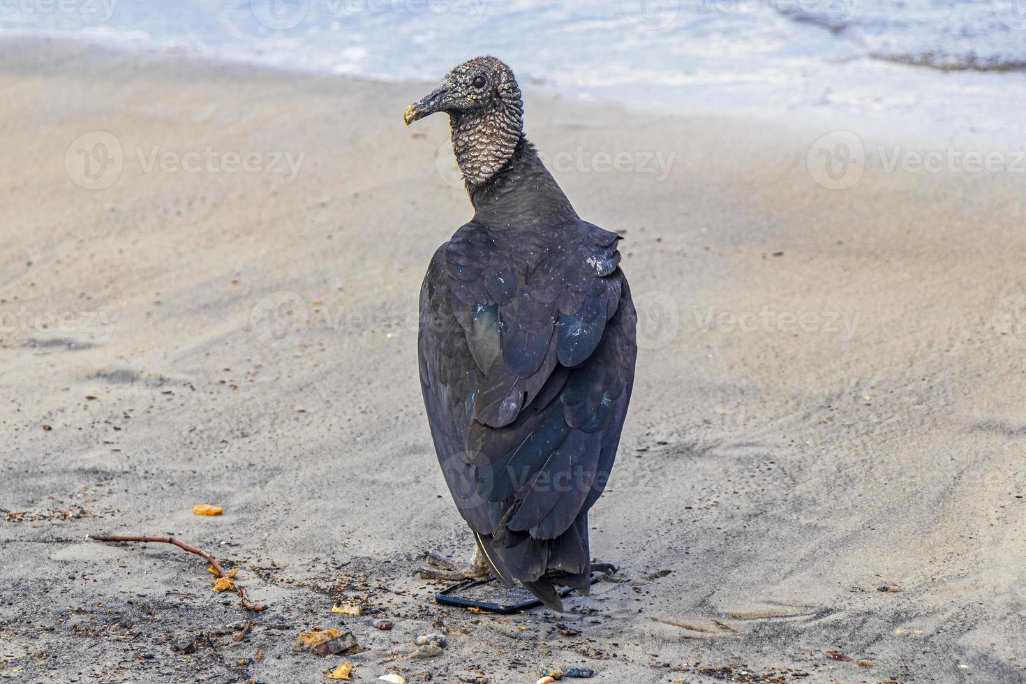 Buitre negro tropical en la playa de Botafogo, Río de Janeiro, Brasil. foto