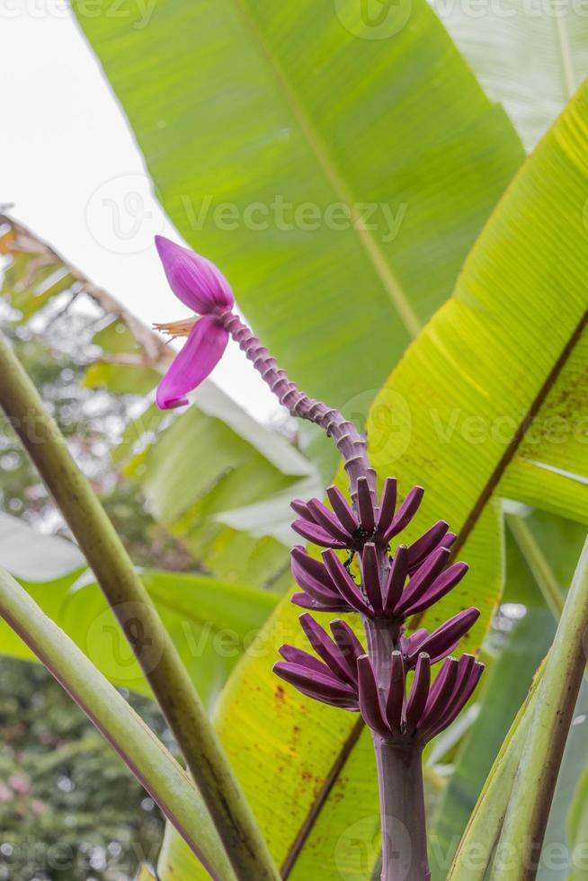 Planta de plátano rojo púrpura heliconia flor de naturaleza tropical, malasia. foto