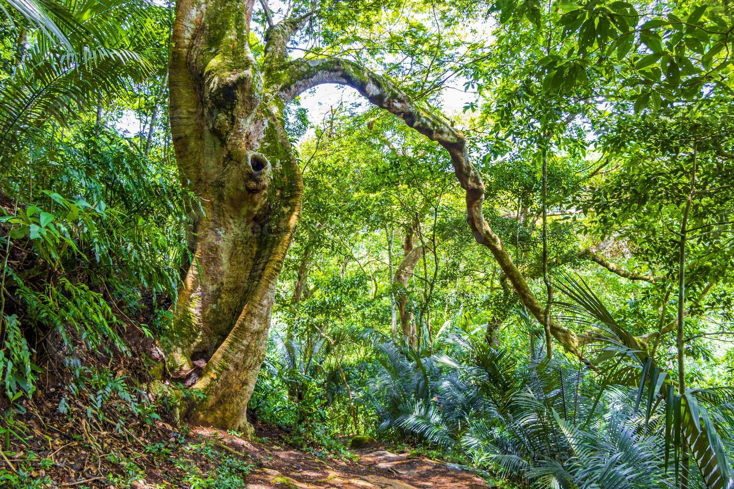 Hiking trail in natural tropical jungle forest Ilha Grande Brazil. photo