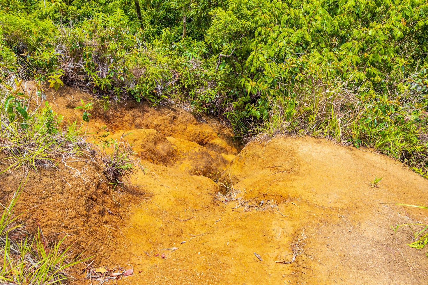 Ruta de senderismo en el bosque de selva tropical natural ilha grande brasil. foto