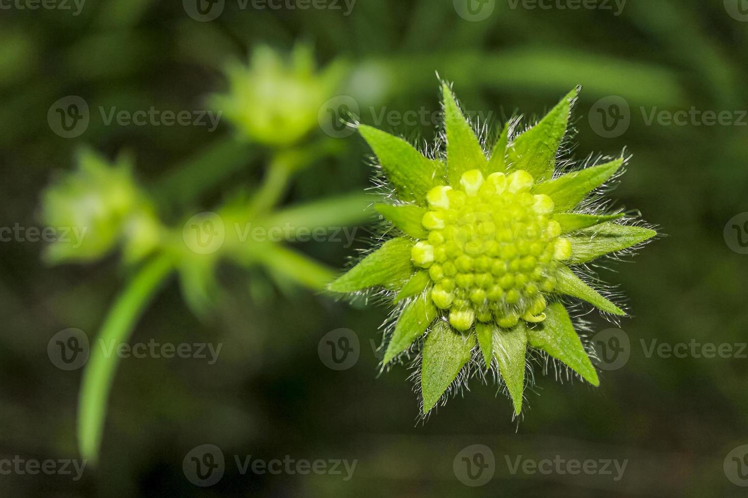 Hermosas flores verdes en la pradera de verano en Hemsedal, Noruega. foto