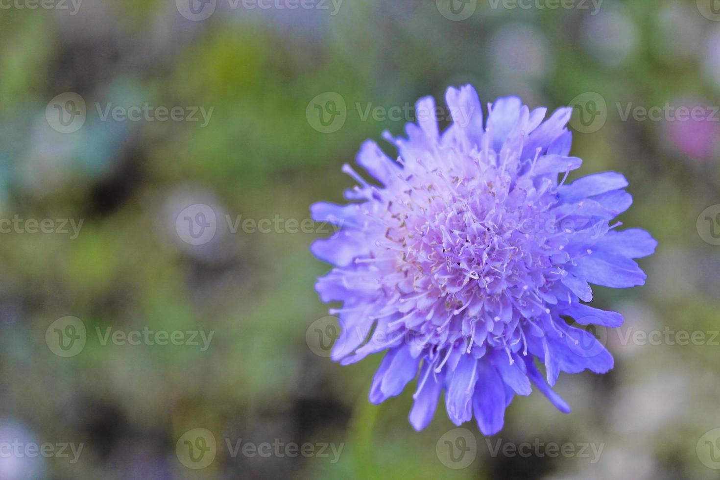 flores azules y violetas en verano en buskerud, hemsedal, noruega. foto