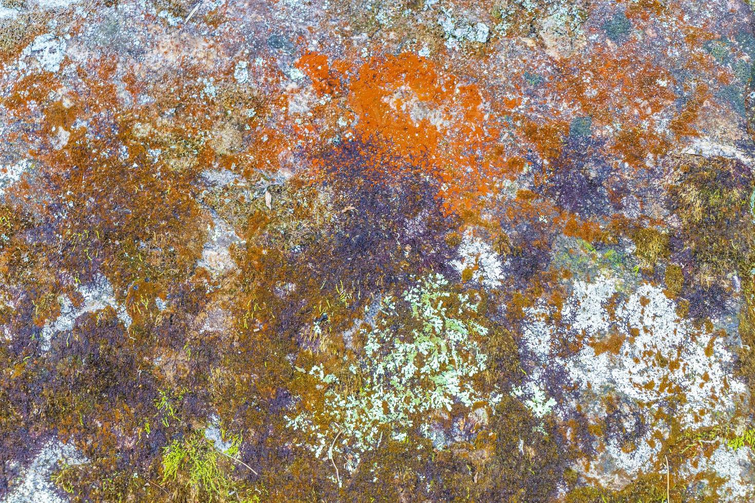 Textura de roca de piedra con musgo verde y líquenes en Brasil. foto