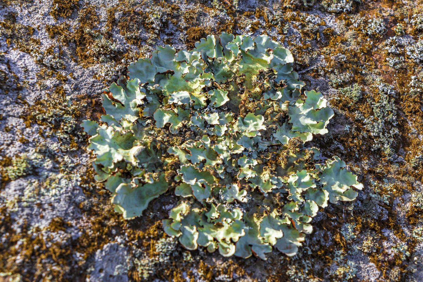 Stone rock texture with green moss and lichen in Brazil. photo