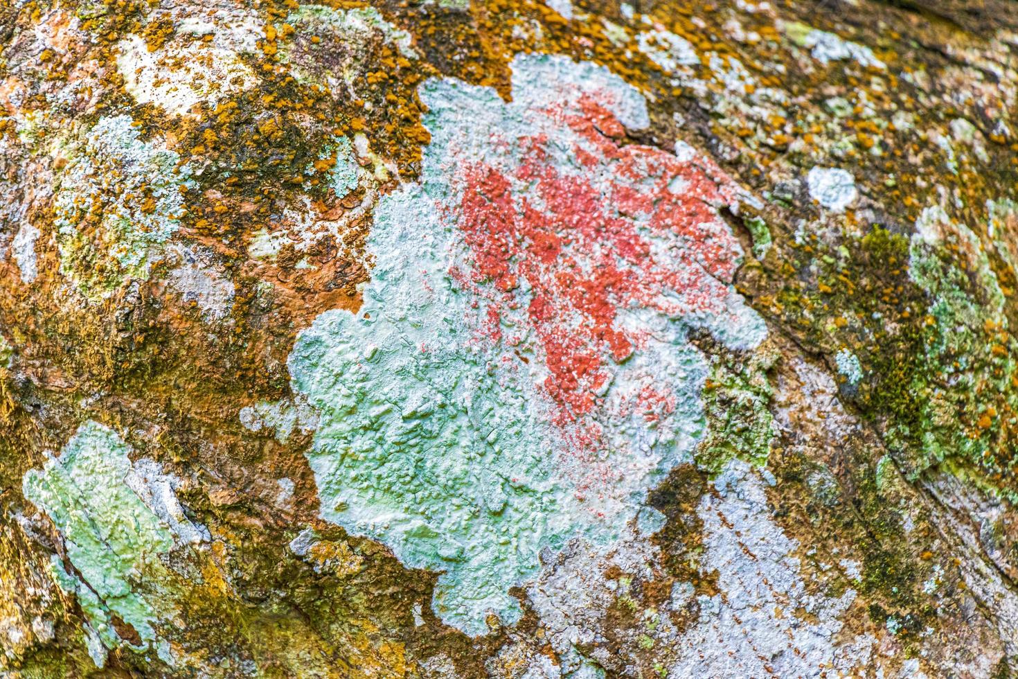 Tropical tree bark texture with turquoise moss and lichen Brazil. photo