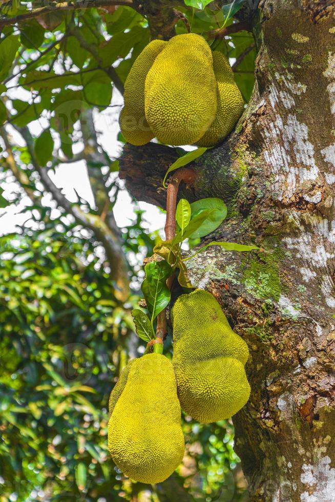 jackfruit creciendo en jack tree en río de janeiro, brasil. foto