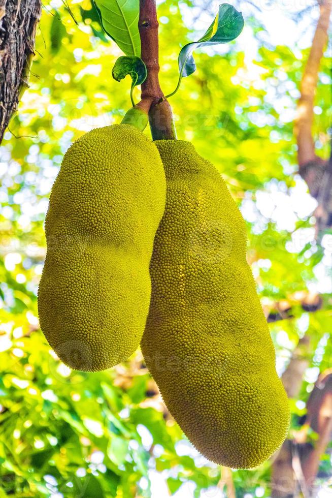 Jackfruit growing on jack tree in Rio de Janeiro Brazil. photo