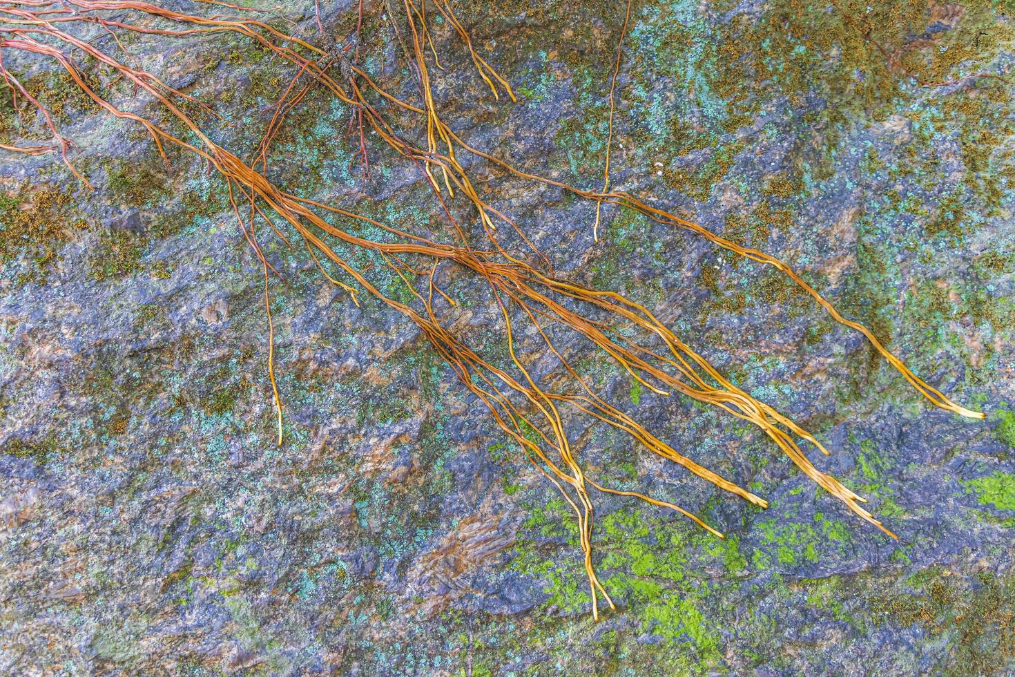 Stone rock texture with green moss and lichen in Brazil. photo