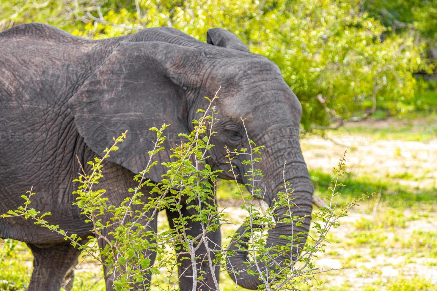 cinco grandes elefantes africanos safari en el parque nacional kruger en sudáfrica. foto