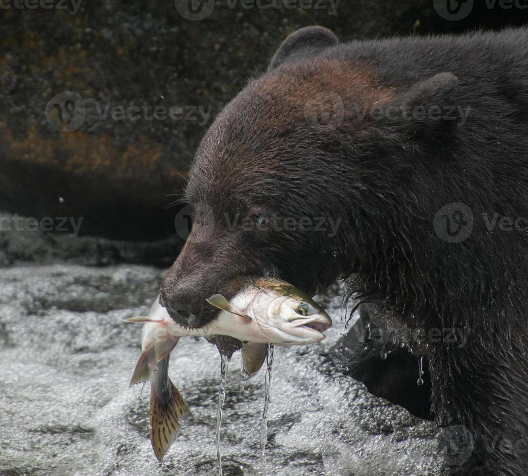 oso negro atrapando salmón rosado foto