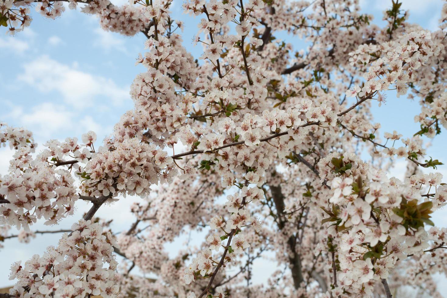 Cherry tree during blooming season in Spain photo