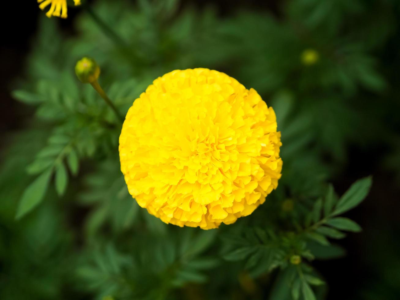 Marigold In remembrance of king Rama 9 of Thailand photo