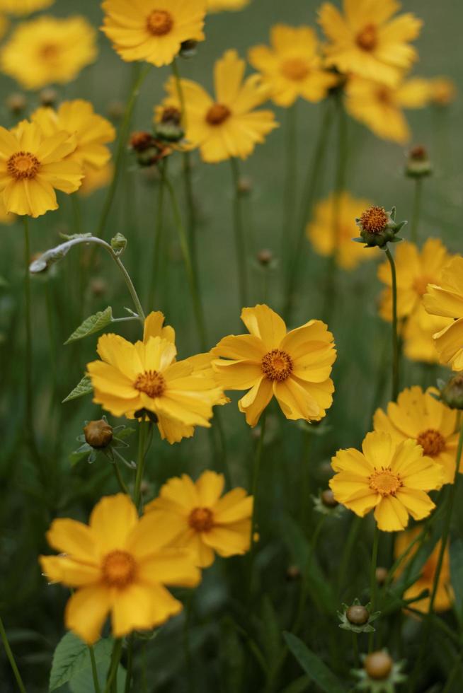 Yellow Daisy Fowers photo